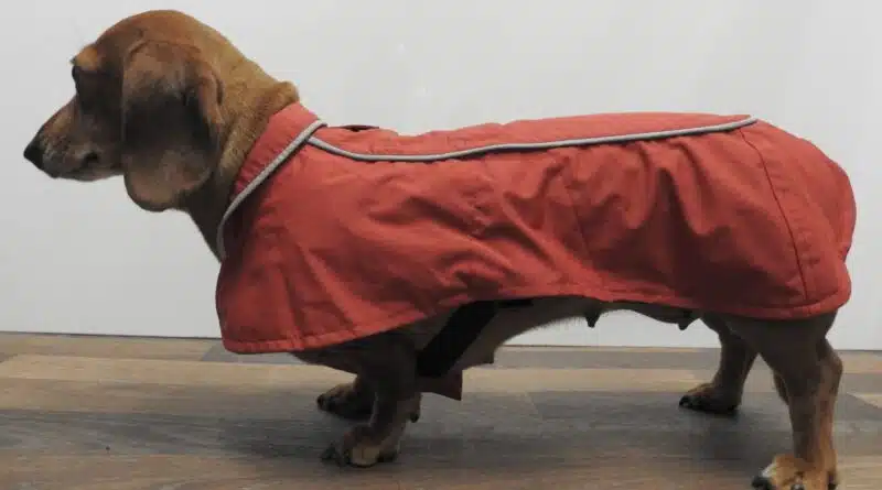 medir correctamente la ropa de perro