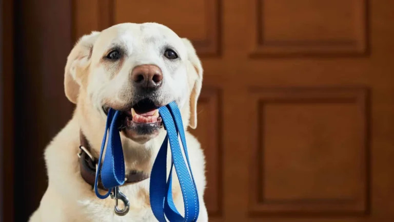 Cómo hacer un collar de perro
